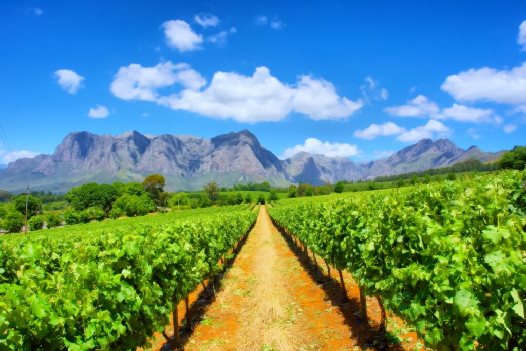 Zuid Afrika wijngaard Kaapstad